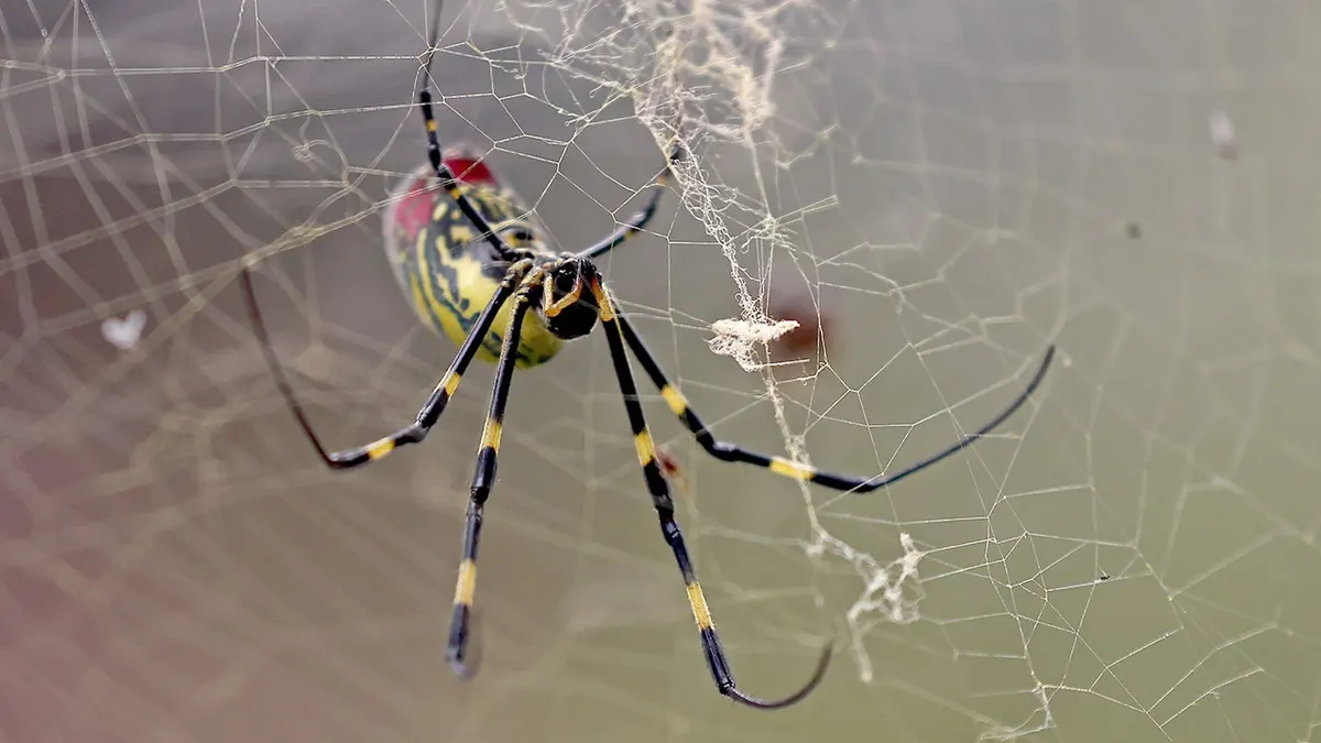 Joro spiders spreading across eastern US, but experts say not to panic