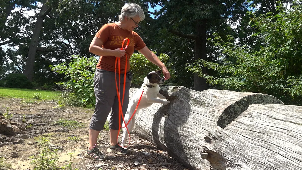 Dogs trained to detect spotted lanternfly eggs