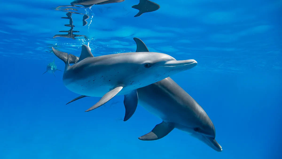 Google using AI to decode secret language of dolphins