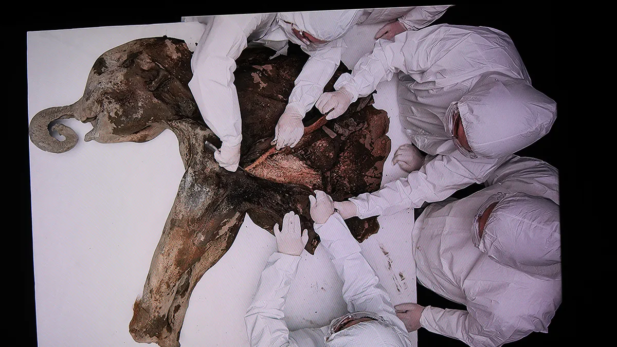 Baby mammoth Yana, dating back 130,000 years, dissected by scientists: photos Baby mammoth Yana, dating back 130,000 years, dissected by scientists: photos