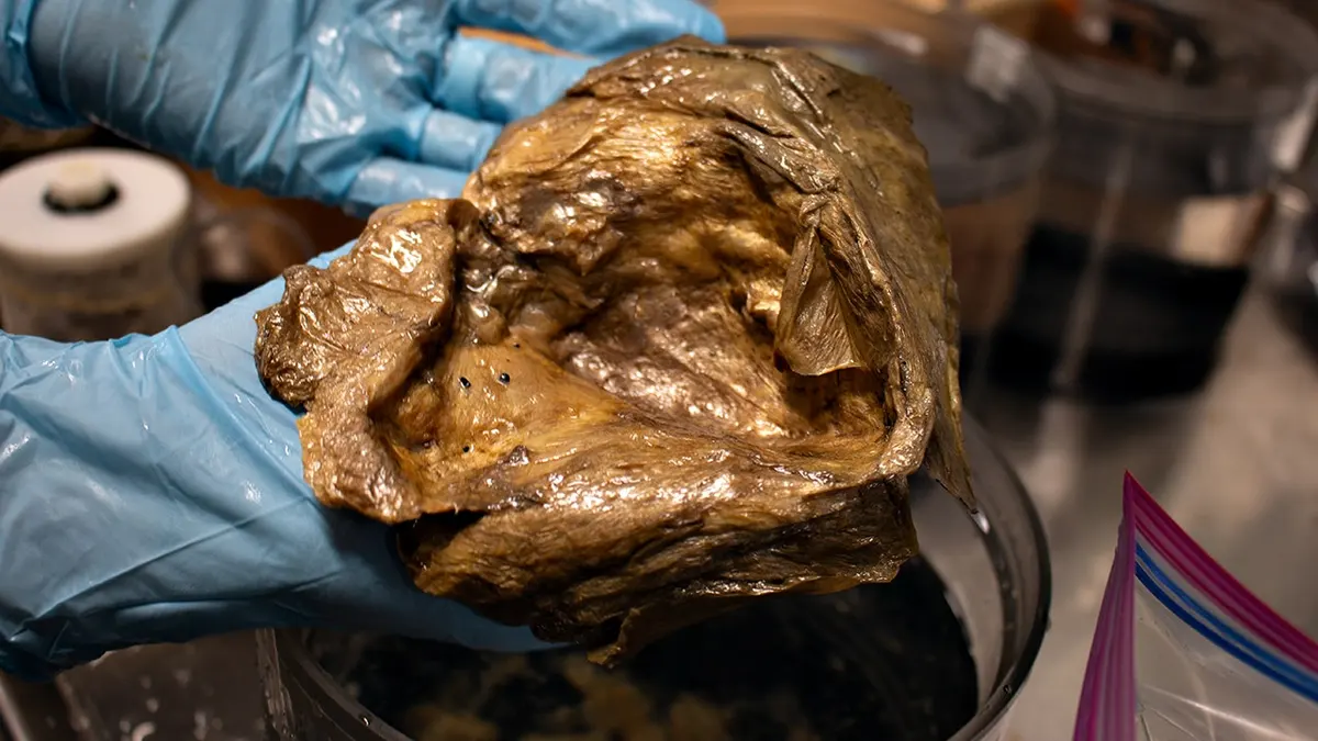 Mystery ‘golden orb’ from Gulf of Alaska finally identified by NOAA