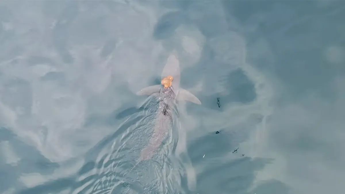 Scientists capture rare sighting of octopus riding shark on camera Scientists capture rare sighting of octopus riding shark on camera
