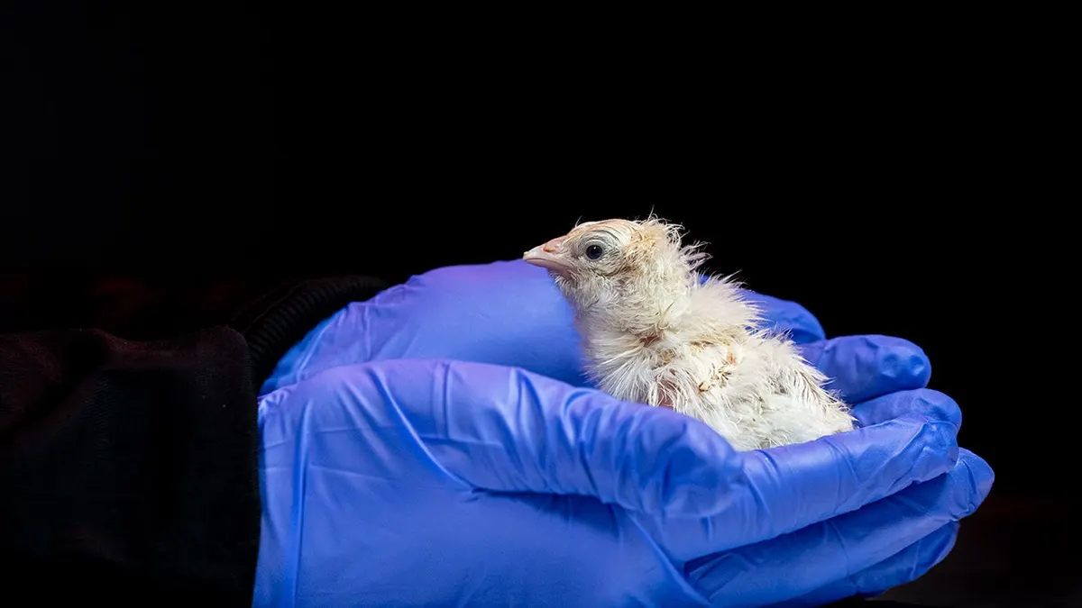 Colossal Biosciences hatches live chicks from artificial titanium eggs