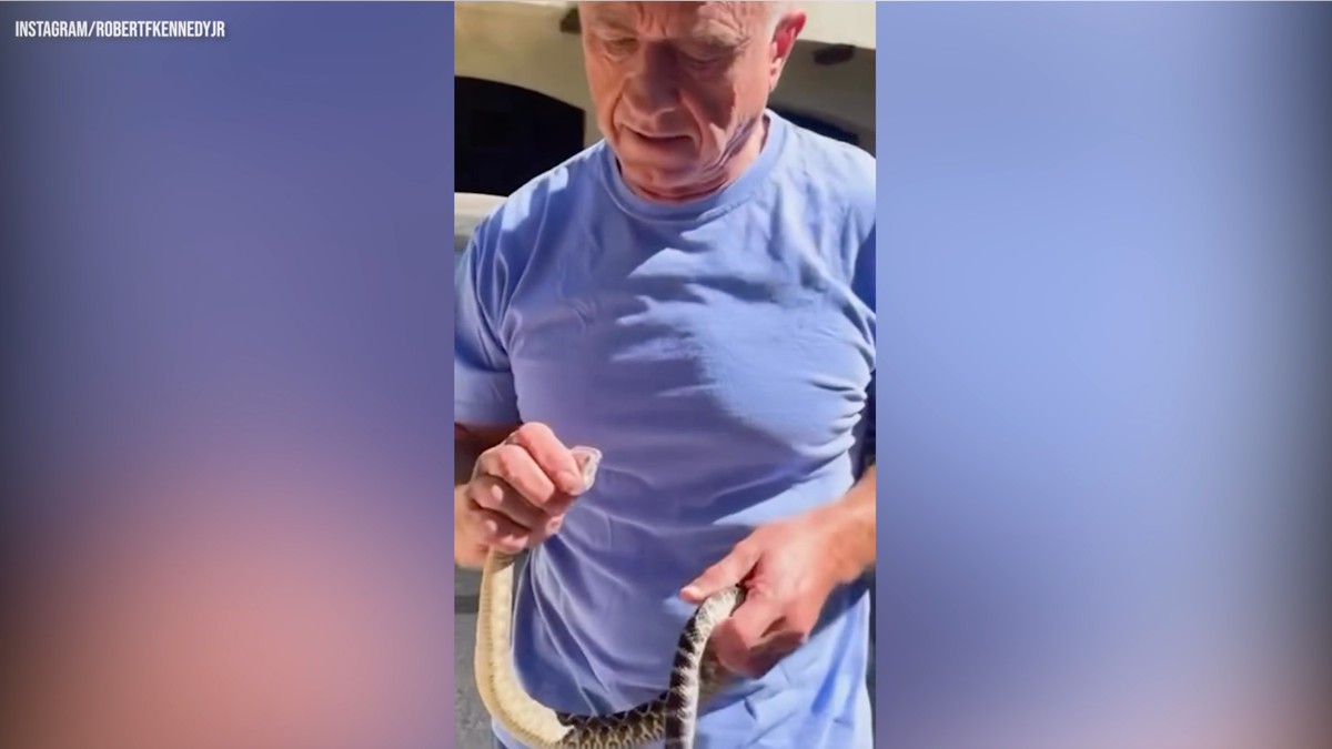 RFK Jr. shares rattlesnake rescue video after snake-handling backlash