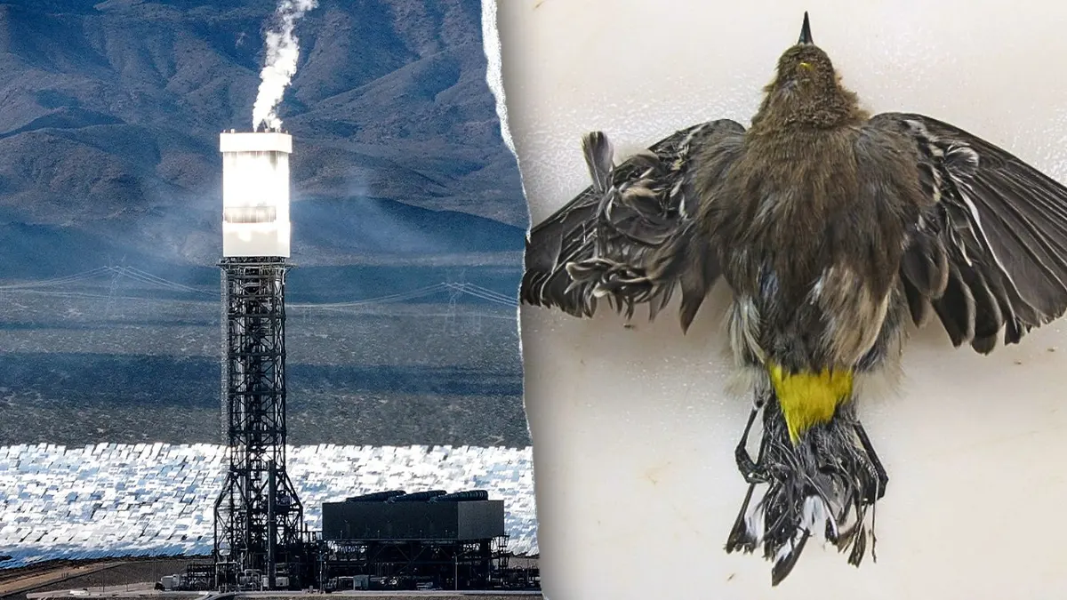Taxpayer-backed Ivanpah solar plant kills birds and burns fossil fuels