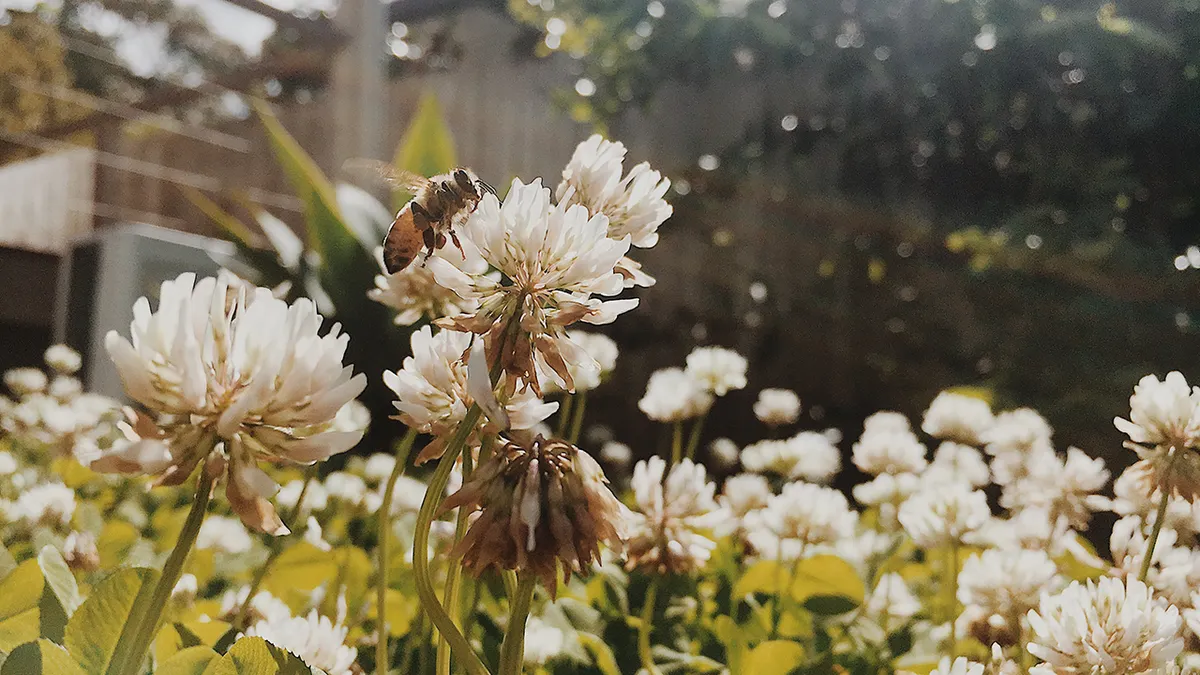 Florida community first to install AI robotic beehives to save colonies Florida community first to install AI robotic beehives to save colonies