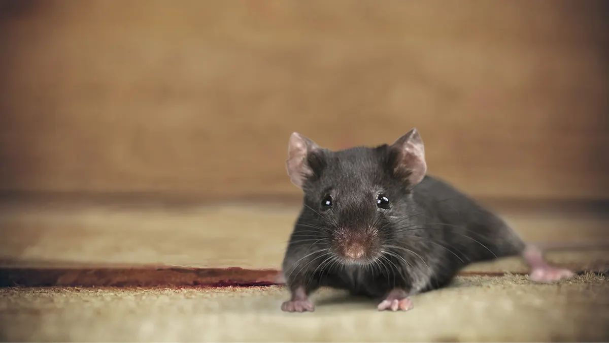Everyday places hantavirus can hide in your home and yard, experts say