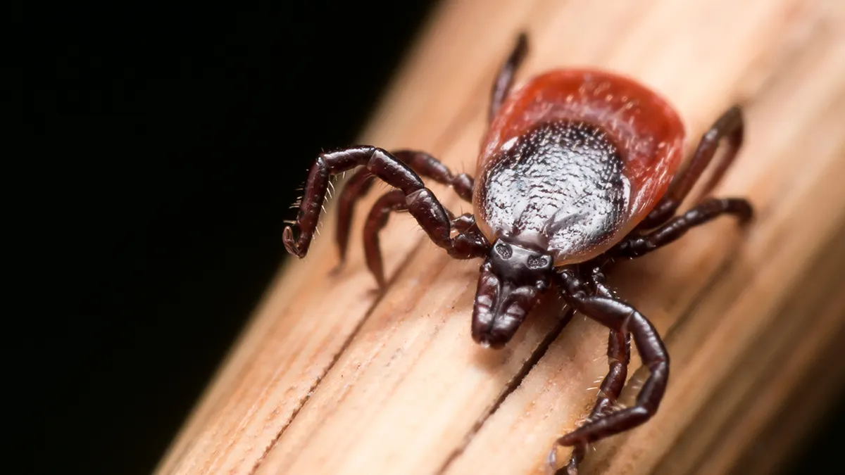 Controversial drugs to treat depression, tick bite ER visits, Pam Bondi’s diagnosis, and more in health